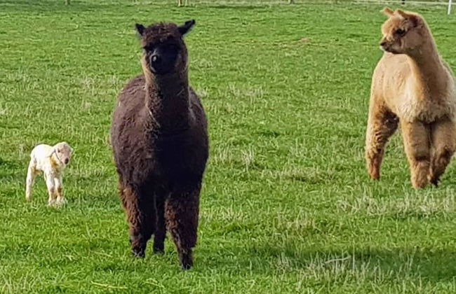 Jilly Park Farm Interactive Experience - Foto 25