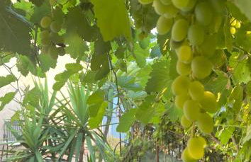 THE SECRET GARDEN - Foto 51