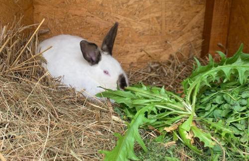 Agro na Wapniarni - Foto 80