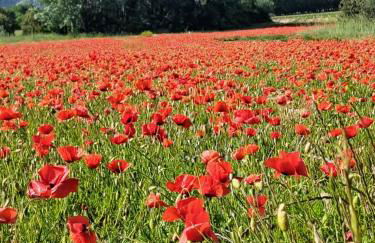 Mas des Lavandes - 3 gîtes de charme au calme avec grande piscine en Drôme-Provençale - Foto 49