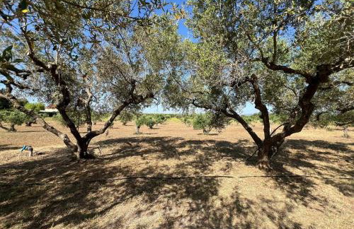 Casa olivar de Riudoms - Foto 11