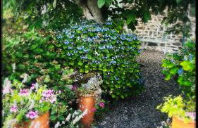 Bruyère en Fleur - Photo 29