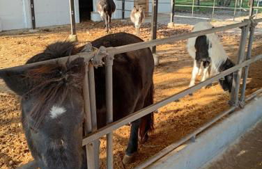 Agriturismo Carne Sicura - Foto 55