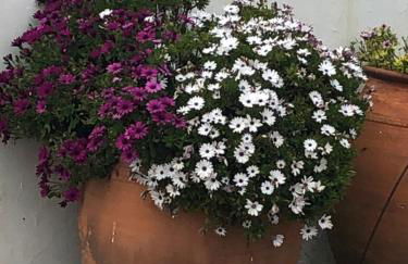 Monte da Boavista - Country family house - Foto 15