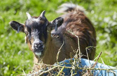Y Caban at Wig Farm near Llangrannog - Foto 10