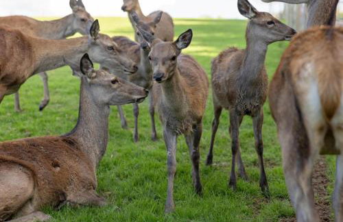 Luxury Safari Lodge-Sleeps 4 6-Deer Park-Dogs Ok - Foto 40