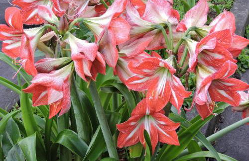 Casas da Carlota - Photo 36