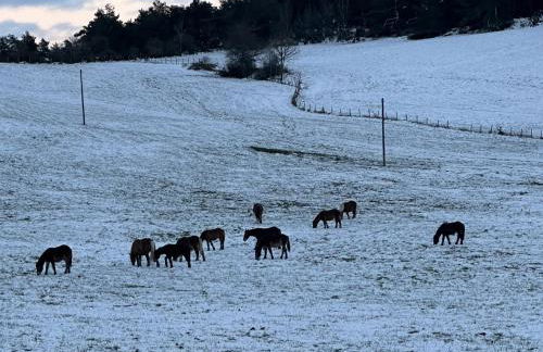 Orlegy Casa Rural - Foto 15
