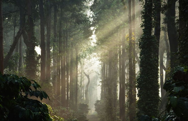 Ama Plantation Trails , Coorg - Foto 73