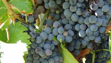 Jas de Marripey - Foto 4, Garden