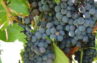 Jas de Marripey - Foto 4