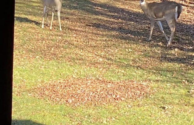 Chalet des Becassines Citq 310334 - Foto 3