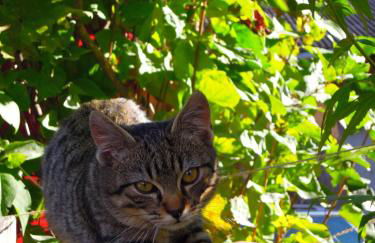 Bio-Bauernhof Mairinghof-Paris - Foto 39