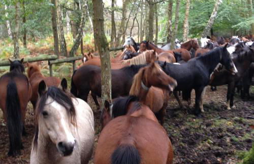 Delightful 3-bedroom Cottage, Brockenhurst - Foto 36