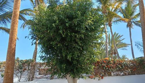 Appartamento Las Palmas - Photo 2, Garden view