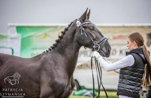 Vigor Horses - Foto 66