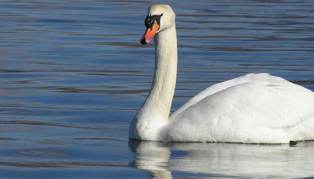 Cygne dans les eaux de la baie de Kenmare