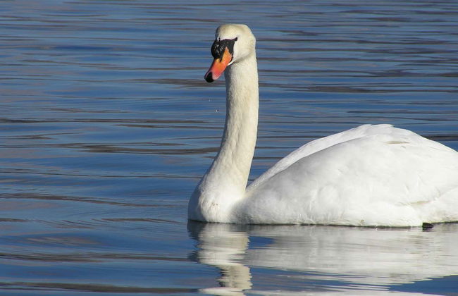 Balade en bateau dans la baie de Kenmare - Photo 5