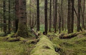 Bracken Lodge - Foto 17