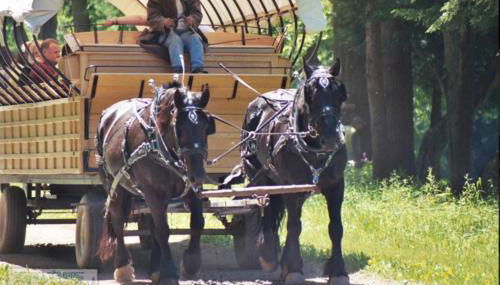 Rv Site 50amp Back-in up to 34Ft - Foto 4