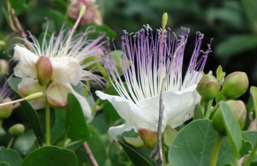 Agriturismo La Dolce Vita Lipari - Foto 30