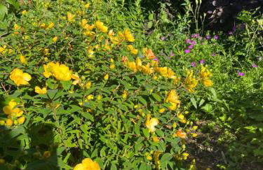 Kleine Landhaus-Perle am Schlosspark - Foto 33