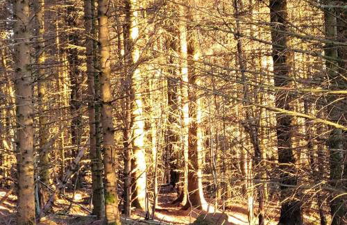 Bespoke Luxury Self Catering Dog Friendly Accommodation - Foto 45