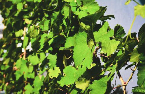 Haus Sybille - Foto 25