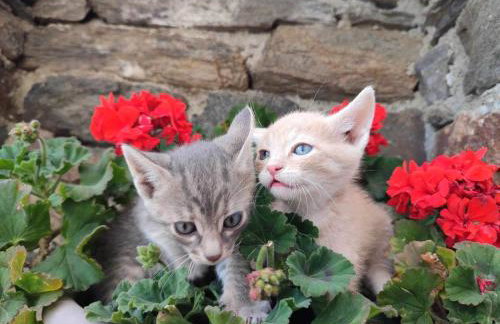 Thea Vouno Studios - Foto 32