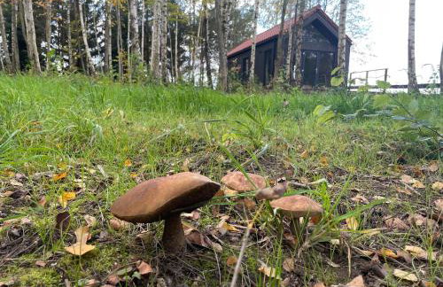 Szopa_Narie - Foto 11