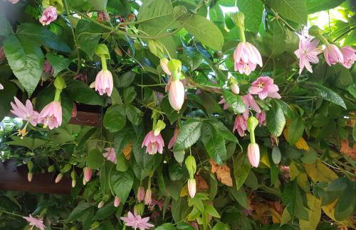 Casa Luciana - Foto 16