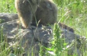 Val d'Azur Plein sud Face aux Pistes - Foto 19