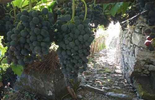 Lazy Lizard by the Ocean - Foto 10