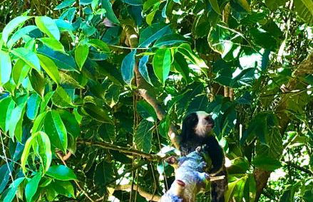 Eliza, Bangalô vista mar em Trancoso - Foto 55