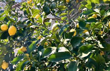 Casa Gelsomino, Laglio, Lake Como - Foto 55