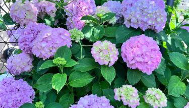 Villa Lile - Foto 2, Garden