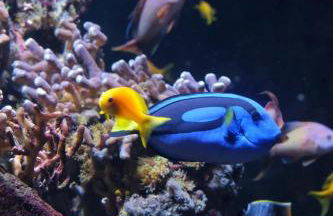 Évasion en Côte d'opale Classé 2 étoiles possibilité de parking - Foto 22