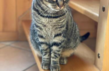 Maison au cœur de la vallée de Haute-Tarentaise - Foto 19