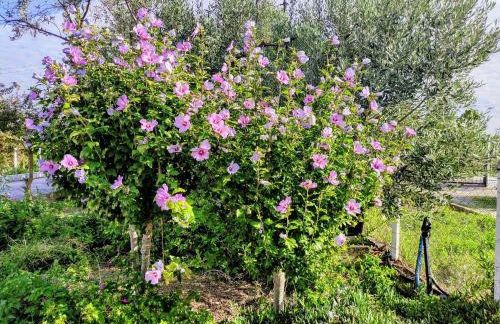 Katerina's Countryside and Sea House - Foto 15