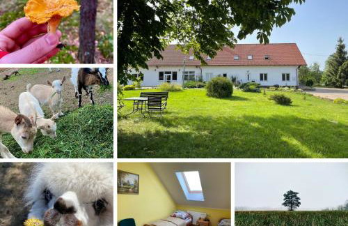 Gospodarstwo Agroturystyczne Zasadkowe Bory - Foto 43