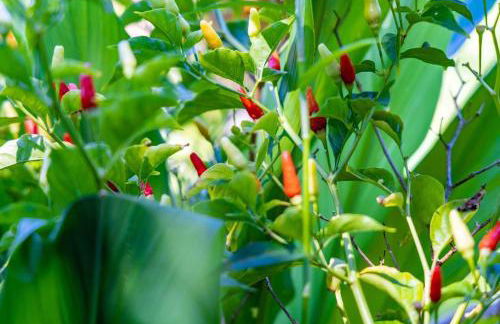 Jasmine Suite on Lush farm in Haiku, Maui jungle - Photo 71