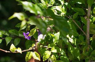 Alugo minha casa na floresta! - Foto 27