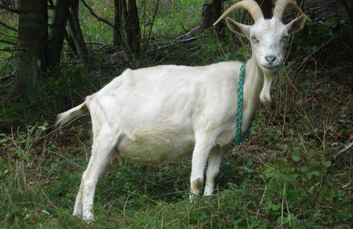 Holiday farm Hohe Drei Zinnen - Foto 17