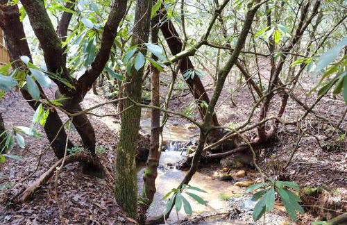 Secluded Lavinder Laurel Leaf Cottage Near Creek - Foto 33