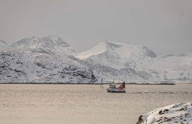 Excursão ao fiorde e ilha de Kvaløya - Foto 6