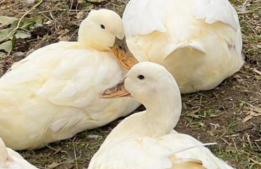 THE HAYLOFT CHESHIRE - Photo 24