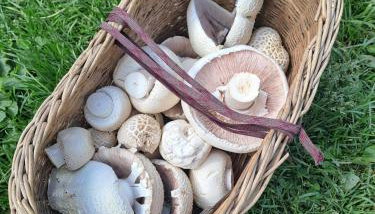 Bambi Forest House - Foto 4