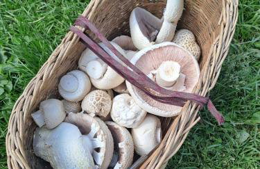 Bambi Forest House - Photo 4