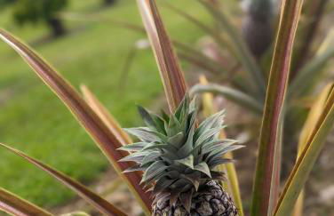 Beach Villas Kahaluu on Kona Coast - Foto 57