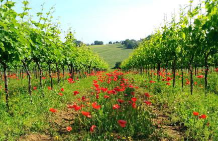 Il Querciolo - Azienda biologica, Agriturismo e Cantina - Foto 48